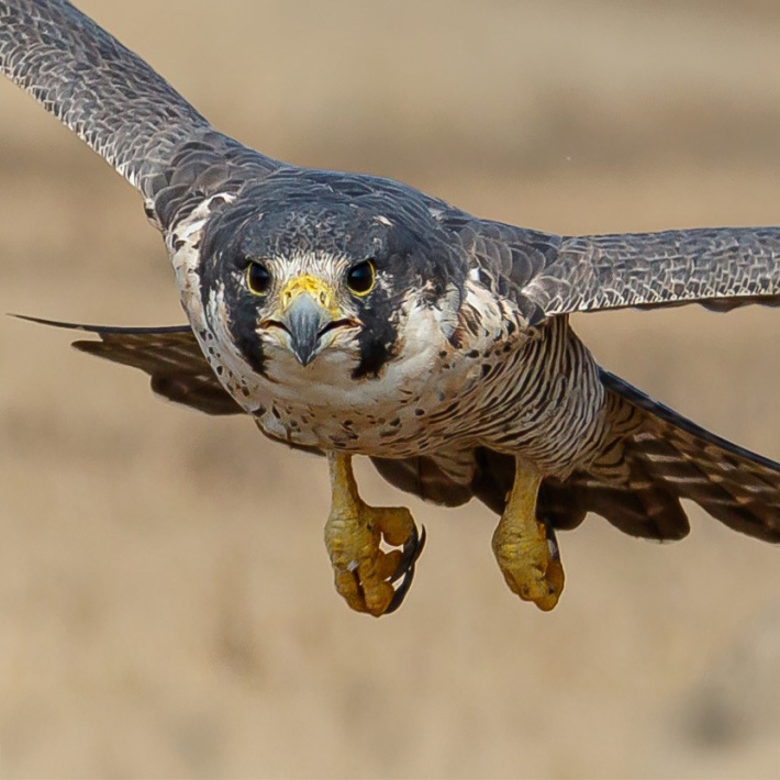 Peregrine Falcon
